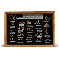 Boxed Shark Tooth Display