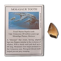 Mosasaur 'Marine Dinosaur' Fossil Tooth