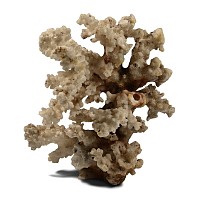 Antique Coral Branch Display
