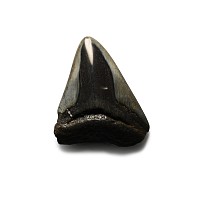 Fossil Megalodon Giant Shark's Tooth