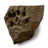Roman Terracotta Brick with Pawprint of a Large Dog