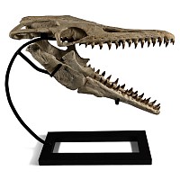 Mosasaur 'Marine Dinosaur' Skull