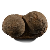 Fossil Hadrosaur Dinosaur Nest Egg Pair