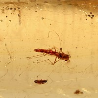 Insects in Copal