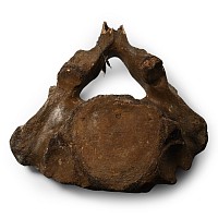 Fossil Woolly Mammoth Vertebra
