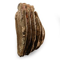 Fossil Woolly Mammoth Tooth Partial