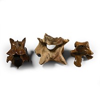 Fossil Equus Ice Age Horse and Woolly Rhino Vertebra Group