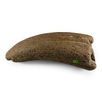 Fossil Bos Species Fossil Horn Core