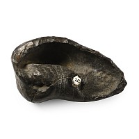 Fossil Whale Ear Bone