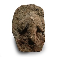 Fossil Dinosaur Foot Print