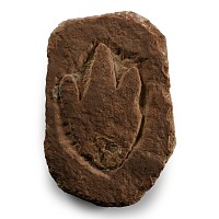 Atreipus Foot Print of a Dinosaur