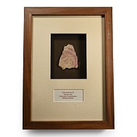 Framed Cut and Polished Stromatolite 'Beetroot Stone' Specimen