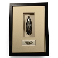 Framed Polished Fossil Orthoceras Specimen
