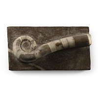 Fossil Lituites on Matrix