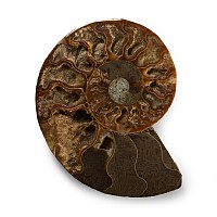 Cut and Polished Fossil Ammonite