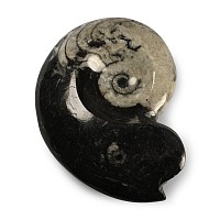 Polished Fossil Goniatite Ammonite