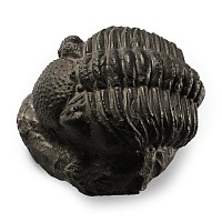 Large Fossil Trilobite on Matrix