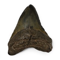 Large Megalodon Giant Shark Fossil Tooth