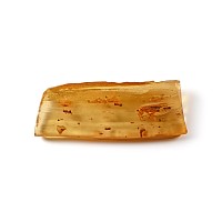 Polished Copal Specimen with a Large Fly and Termites