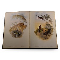 John Gould's Hummingbirds