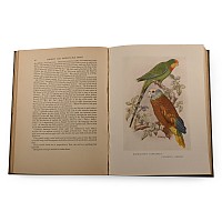 Parrots and Parrot-Like Birds