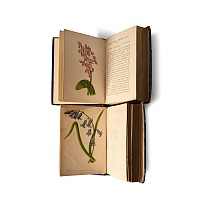 Books on Wild Flowers  - 2 Volumes