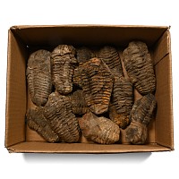 Fossil Flexicalymene Trilobite Collection