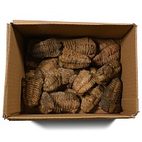 Fossil Flexicalymene Trilobite Group