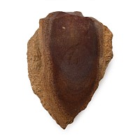 French Stone Age Neanderthal Levallois Point