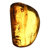 Polished Baltic Amber with Insect Inclusion
