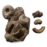 Fossil and Mineral Collection