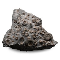 Fossil Ammonite Cluster on Matrix