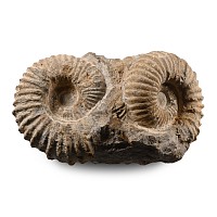Double Agadir Fossil Ammonite