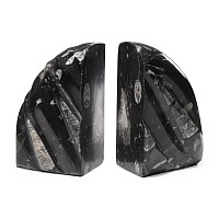 Polished Fossil Orthoceras Bookend Pair