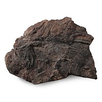 Fossil Crinoid Plate