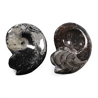 Polished Fossil Goniatite Group