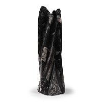 Polished Fossil Orthoceras Column