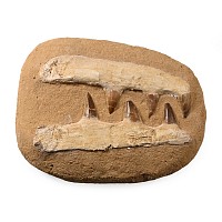 Composite Mosasaur 'Marine Dinosaur' Tooth Matrix
