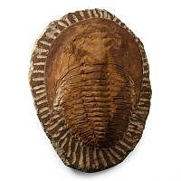 Fossil Cambropallas Trilobite Plate