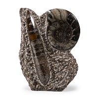 Polished Fossil Goniatite and Orthoceras Display