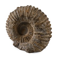 Fossil Agadir Ammonite