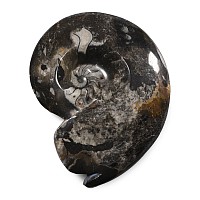 Large Polished Fossil Goniatite Display
