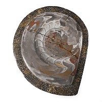 Polished Fossil Goniatite Plate
