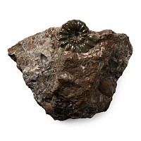 Androgynoceras Maculatum Fossil Ammonite