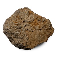 Fossil Brittle Star Plate