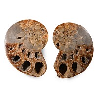 Large Polished Fossil Cleoniceras Ammonite Pair