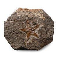 Fossil Petraster Starfish