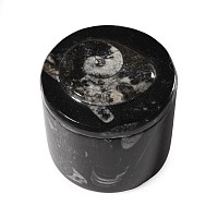 Polished Fossil Goniatite Pot