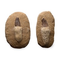 Fossil Mosasaur 'Marine Dinosaur' Teeth on Composite Rock