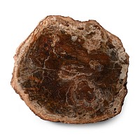 Polished Fossil Wood Trunk Slice